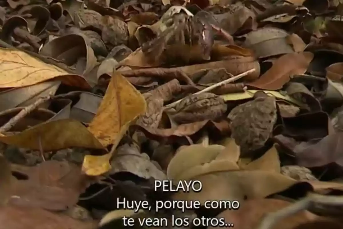 Un cangrejo camuflado entre hojas secas en el suelo con subtítulos en español que dicen PELAYO Huye porque como te vean los otros Un cangrejo camuflado entre hojas secas en el suelo con subtítulos en español que dicen PELAYO Huye porque como te vean los otros