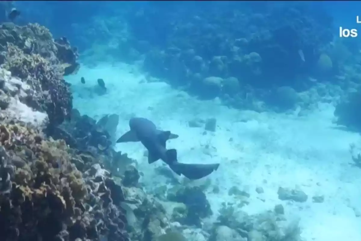 Tiburón nadando cerca de un arrecife de coral en aguas cristalinas Tiburón nadando cerca de un arrecife de coral en aguas cristalinas