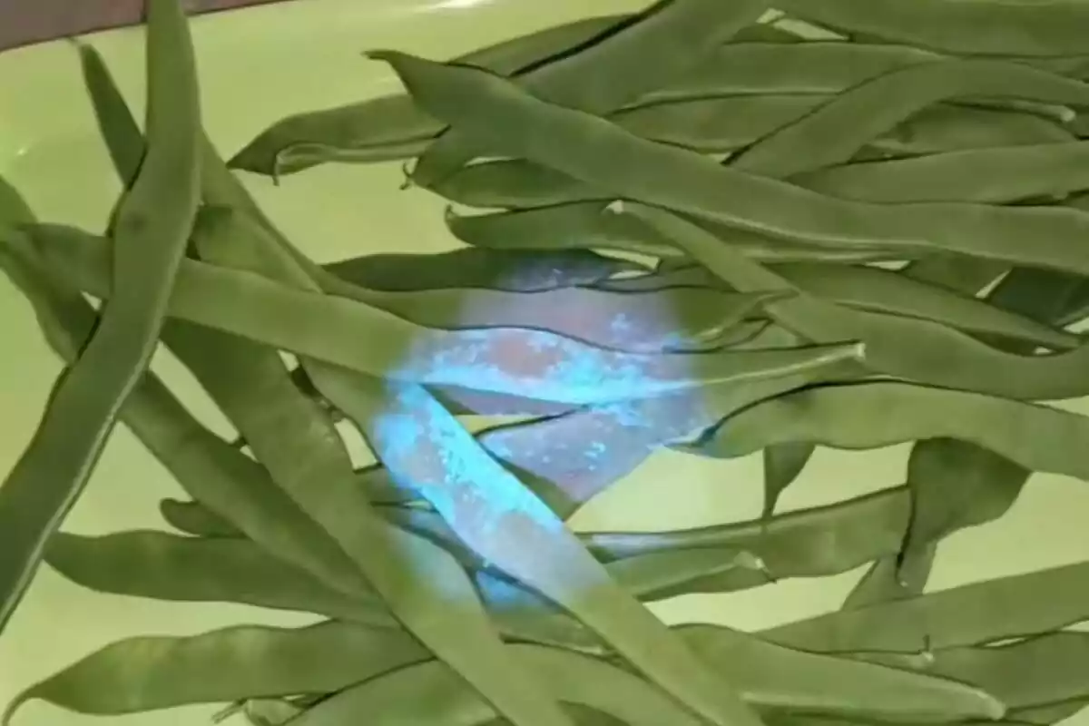 Judías verdes con un componente azul