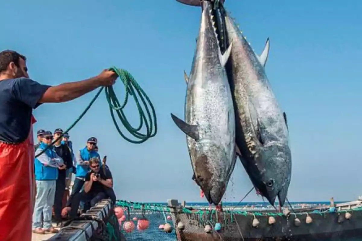 Un grupo de personas observa mientras dos atunes grandes son levantados con una cuerda en un barco de pesca. Un grupo de personas observa mientras dos atunes grandes son levantados con una cuerda en un barco de pesca.