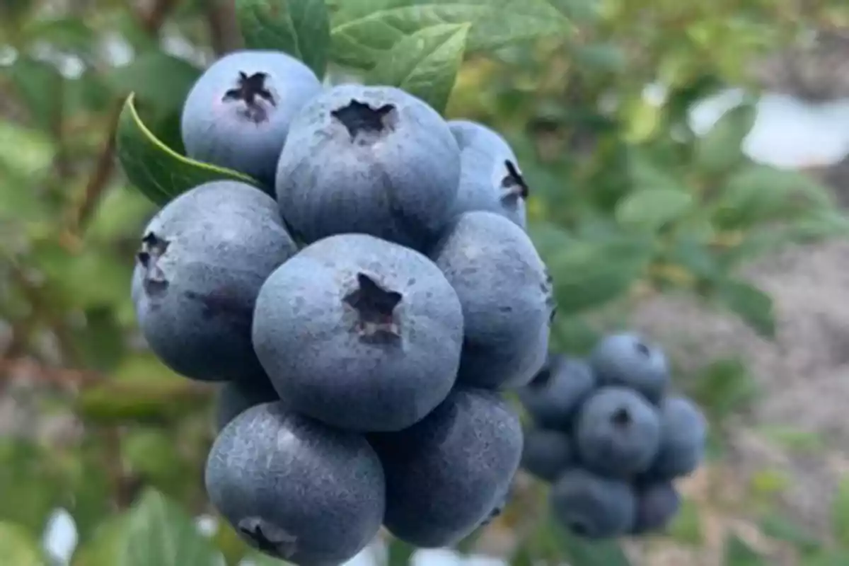 Racimo de arándanos maduros en una planta con hojas verdes al fondo Racimo de arándanos maduros en una planta con hojas verdes al fondo