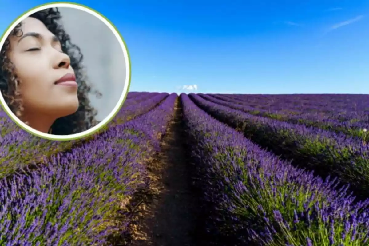 Campo de lavanda con cielo azul y una mujer disfrutando del aroma en un recuadro circular.