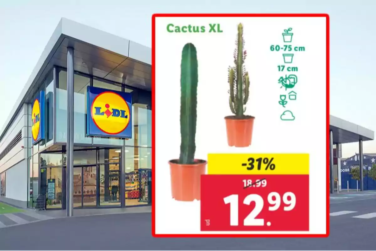 Imagen de una tienda Lidl con un anuncio de cactus XL en oferta, mostrando dos cactus en macetas naranjas con un descuento del 31% y un precio final de 12.99. Imagen de una tienda Lidl con un anuncio de cactus XL en oferta, mostrando dos cactus en macetas naranjas con un descuento del 31% y un precio final de 12.99.