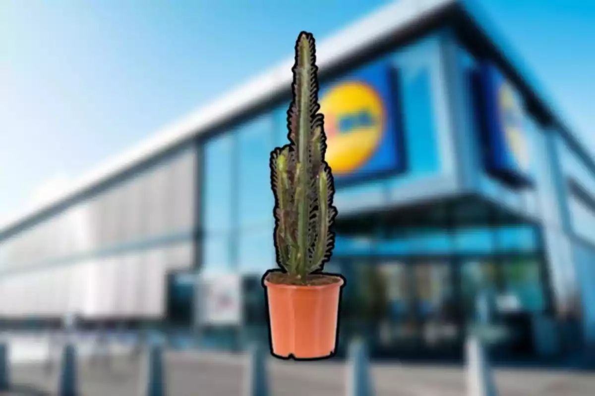 Un cactus en una maceta frente a un edificio moderno con un logotipo borroso. Un cactus en una maceta frente a un edificio moderno con un logotipo borroso.