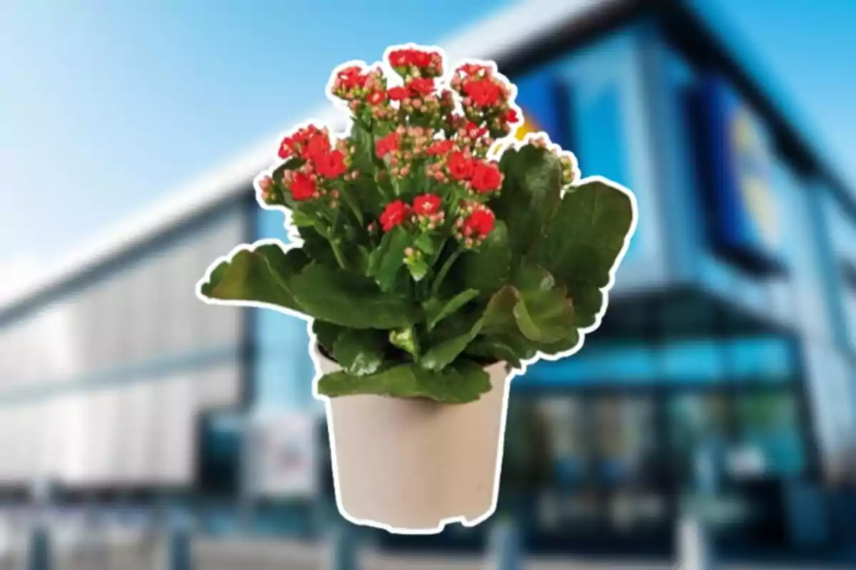 Planta con flores rojas en una maceta blanca frente a un edificio moderno. Planta con flores rojas en una maceta blanca frente a un edificio moderno.
