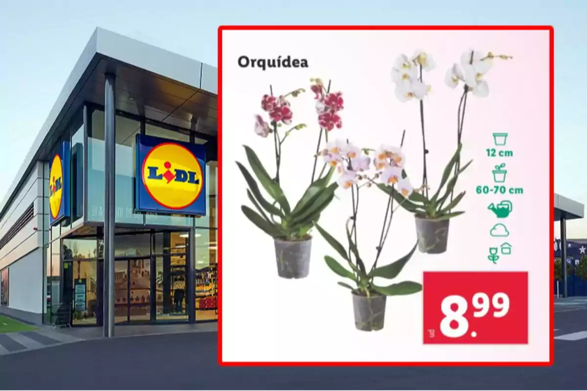 Imagen de una tienda Lidl con un anuncio de orquídeas en macetas de 12 cm de diámetro y altura de 60-70 cm, con un precio de 8.99 euros. Imagen de una tienda Lidl con un anuncio de orquídeas en macetas de 12 cm de diámetro y altura de 60-70 cm, con un precio de 8.99 euros.