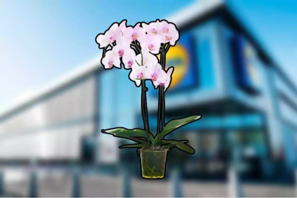 Una orquídea en una maceta frente a un edificio moderno. Una orquídea en una maceta frente a un edificio moderno.