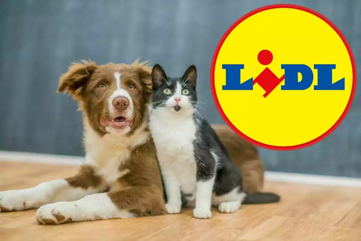 Un perro y un gato sentados en el suelo junto al logotipo de Lidl. Un perro y un gato sentados en el suelo junto al logotipo de Lidl.
