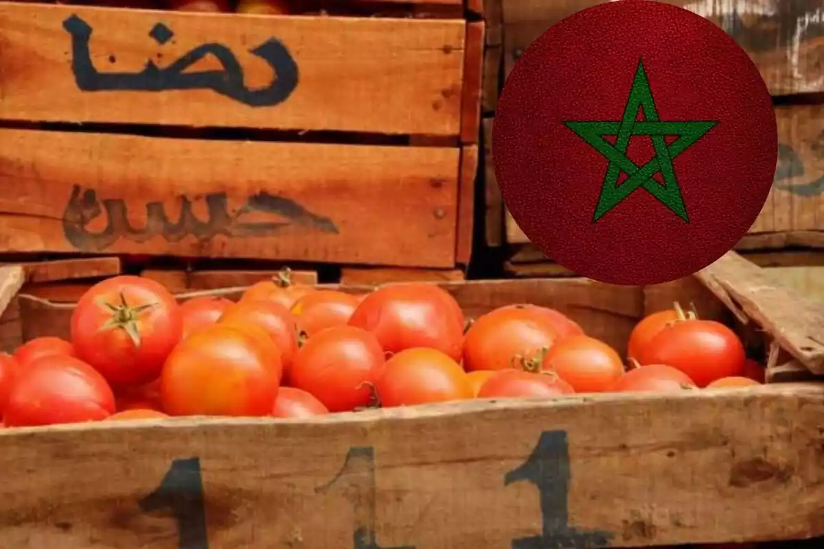 Marruecos se convierte en el principal exportador de tomates echando a España del primer puesto