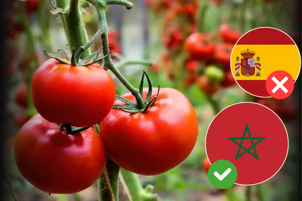 Tomates en una planta con un círculo que tiene la bandera de España y una cruz roja y otro círculo con la bandera de Marruecos y una marca de verificación verde.