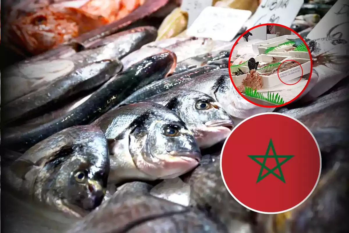 Pescados frescos en un mercado con un detalle ampliado de una etiqueta y la bandera de Marruecos.