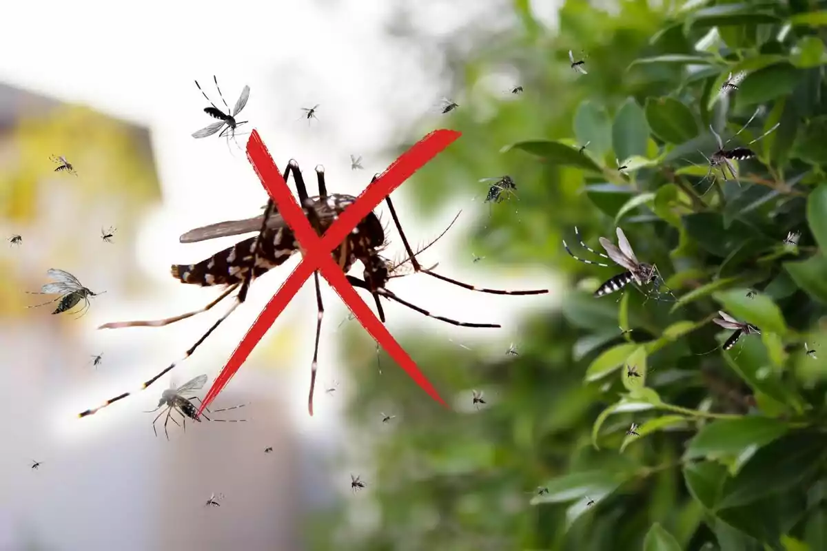 Mosquitos volando cerca de un arbusto con una gran X roja sobre uno de ellos.