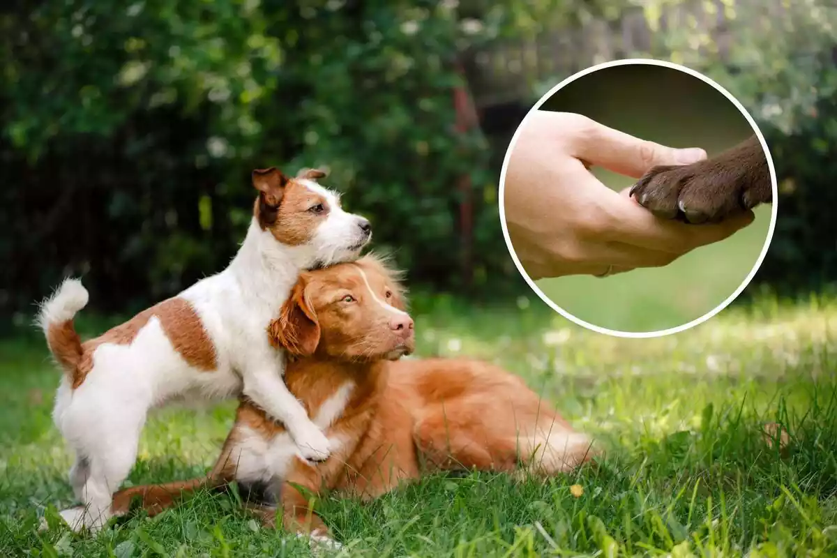 Montaje de dos perros en el césped y una redonda con una mano de una persona y una pata perruna