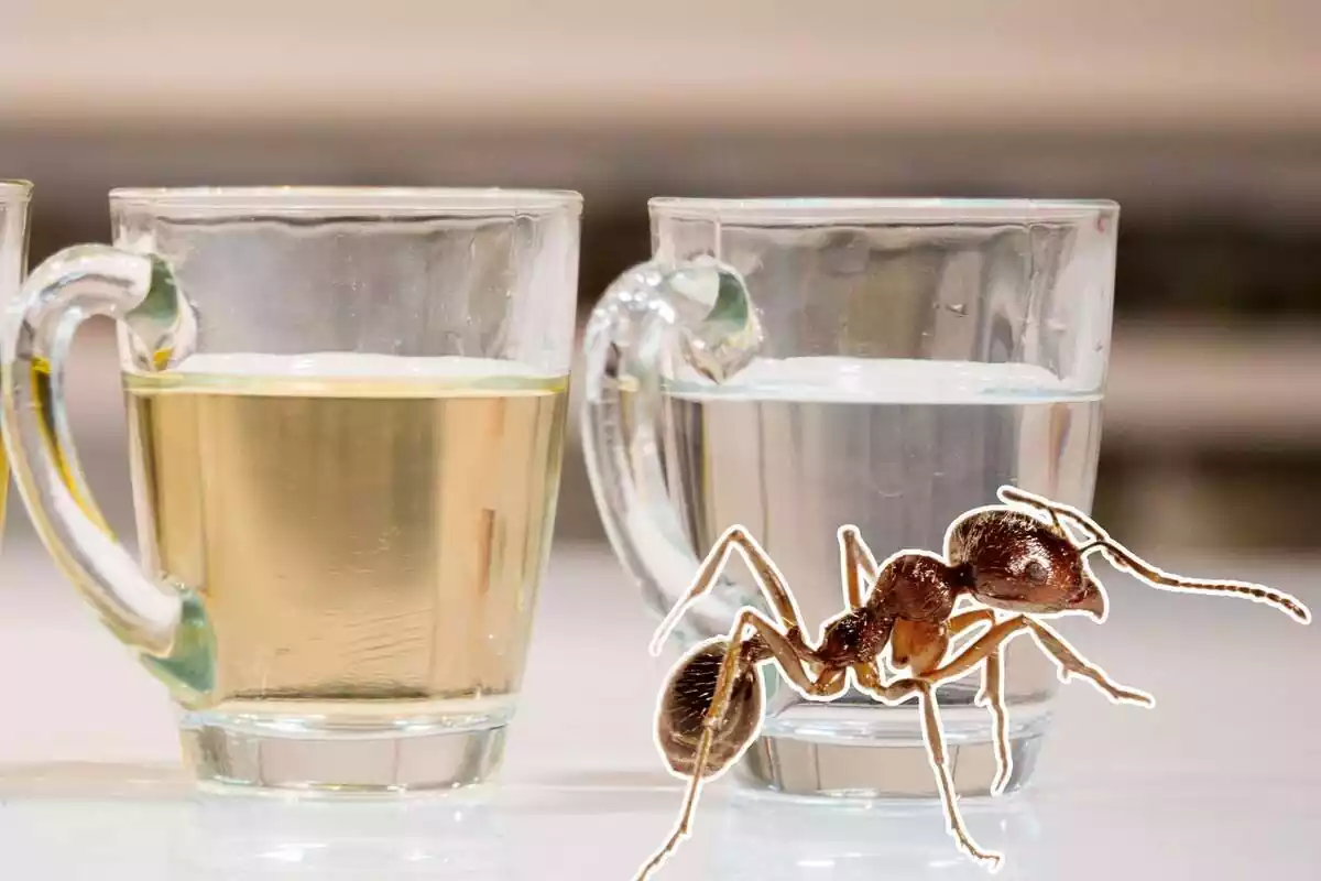 Montaje de vasos de agua y vinagre y una hormiga