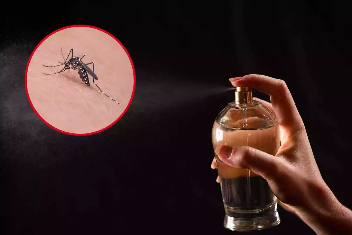 Mano con perfume y mosquito