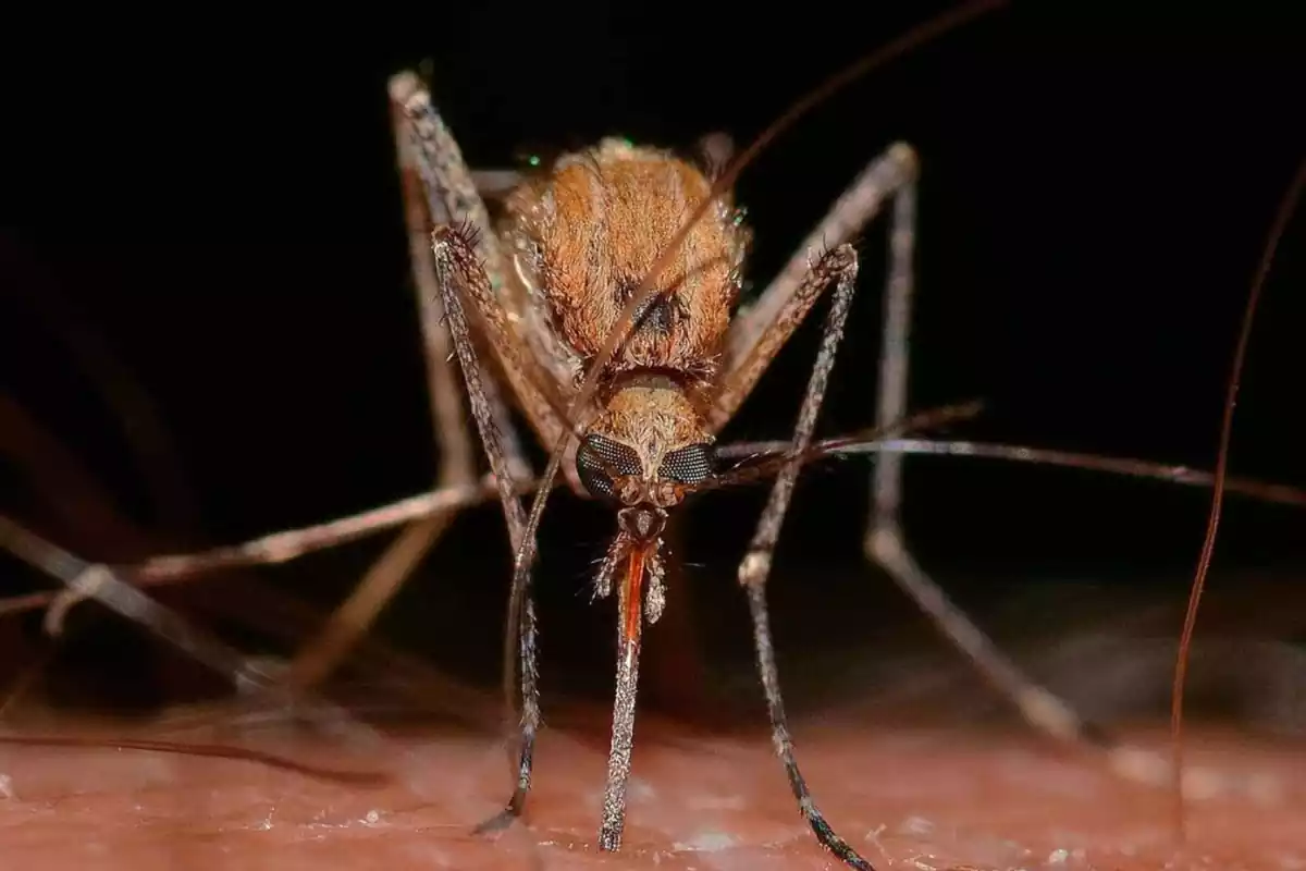 Mosquitos del Nilo Occidental