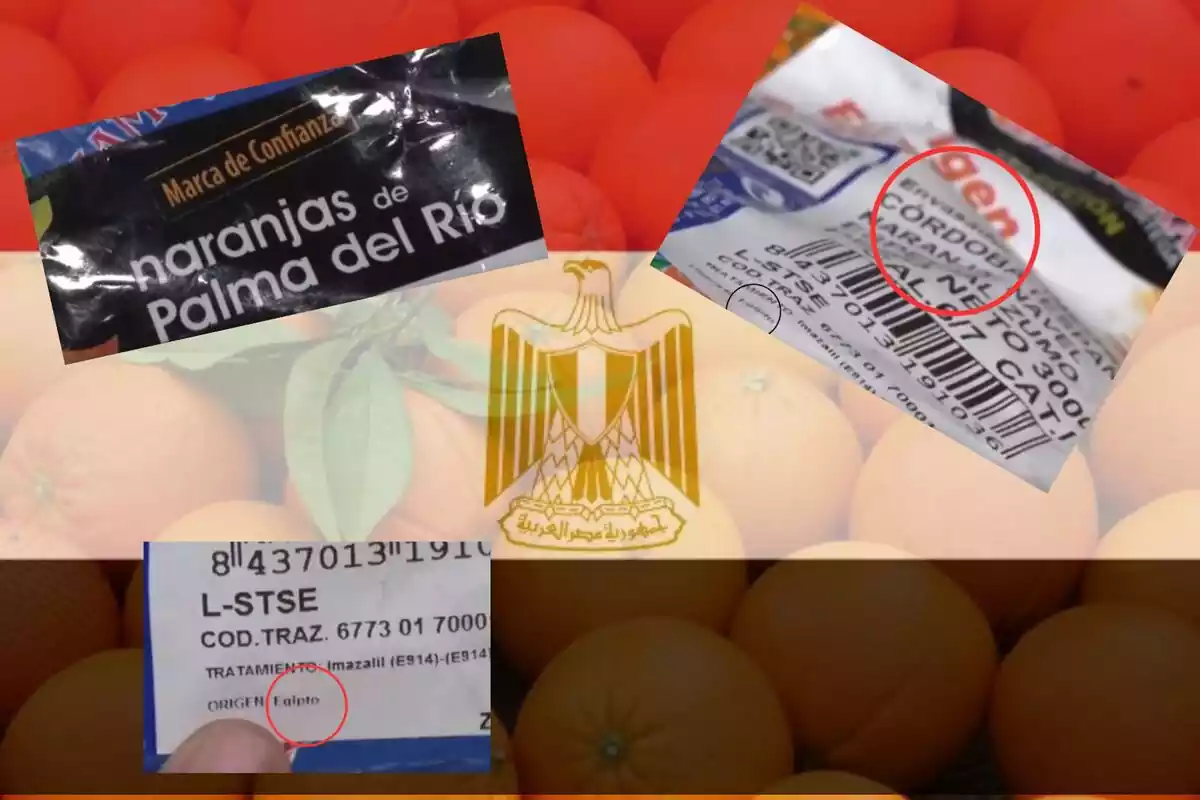 naranjas egipcias vendidas como de Córdoba