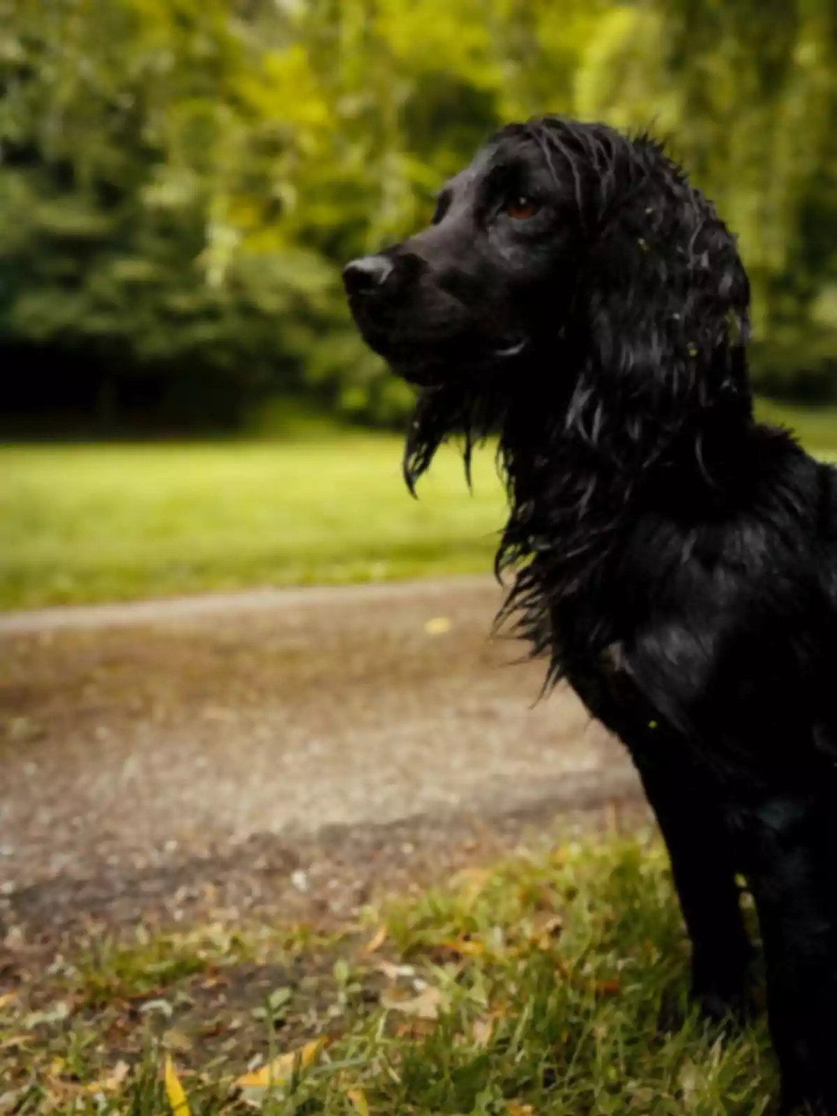 A long-haired, wet black dog is standing on a dirt path with a background of green trees. A long-haired, wet black dog is standing on a dirt path with a background of green trees.