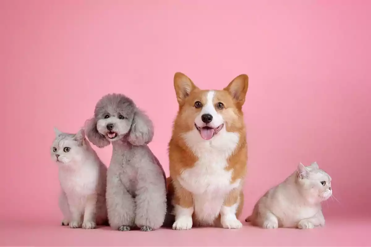 Un gato blanco, un perro caniche gris, un perro corgi y otro gato blanco posan juntos sobre un fondo rosa.