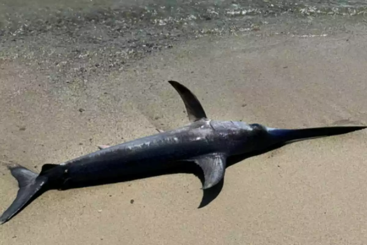 Un pez espada varado en la orilla de una playa.