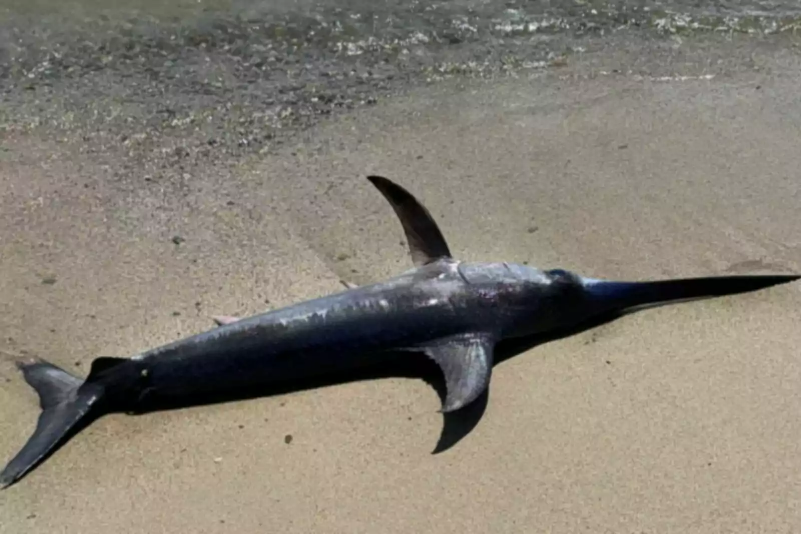 Aparece este pez en una playa española. Izan bandera roja inmediatamente