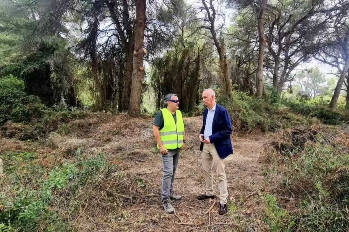 El concejal de Devesa-Albufera, José Gosálbez, en la Devesa del Parque Natural de l’Albufera