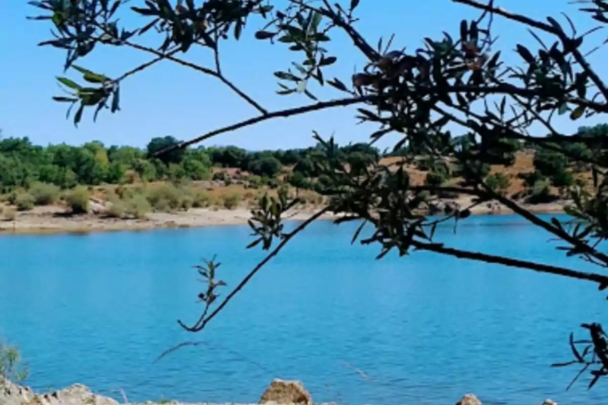 Vista de un lago azul con ramas de árbol en primer plano y vegetación en el fondo.