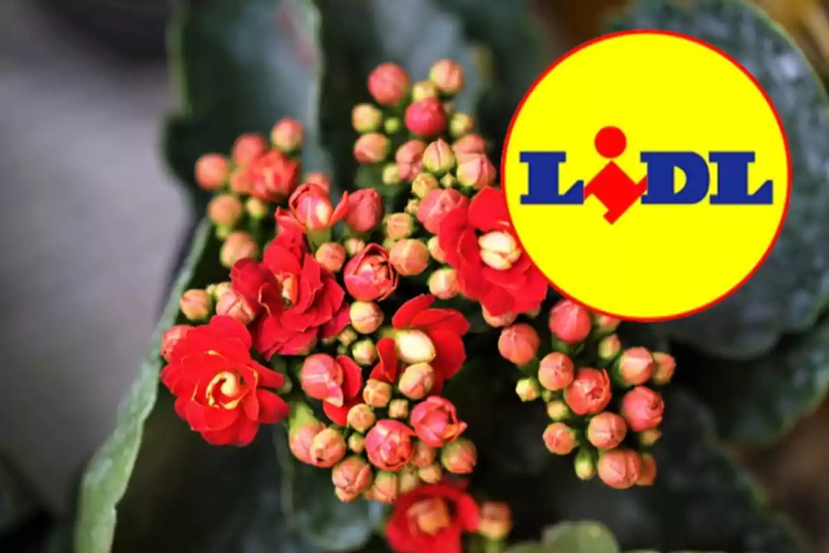 Flores rojas con el logotipo de Lidl en la esquina superior derecha. Flores rojas con el logotipo de Lidl en la esquina superior derecha.