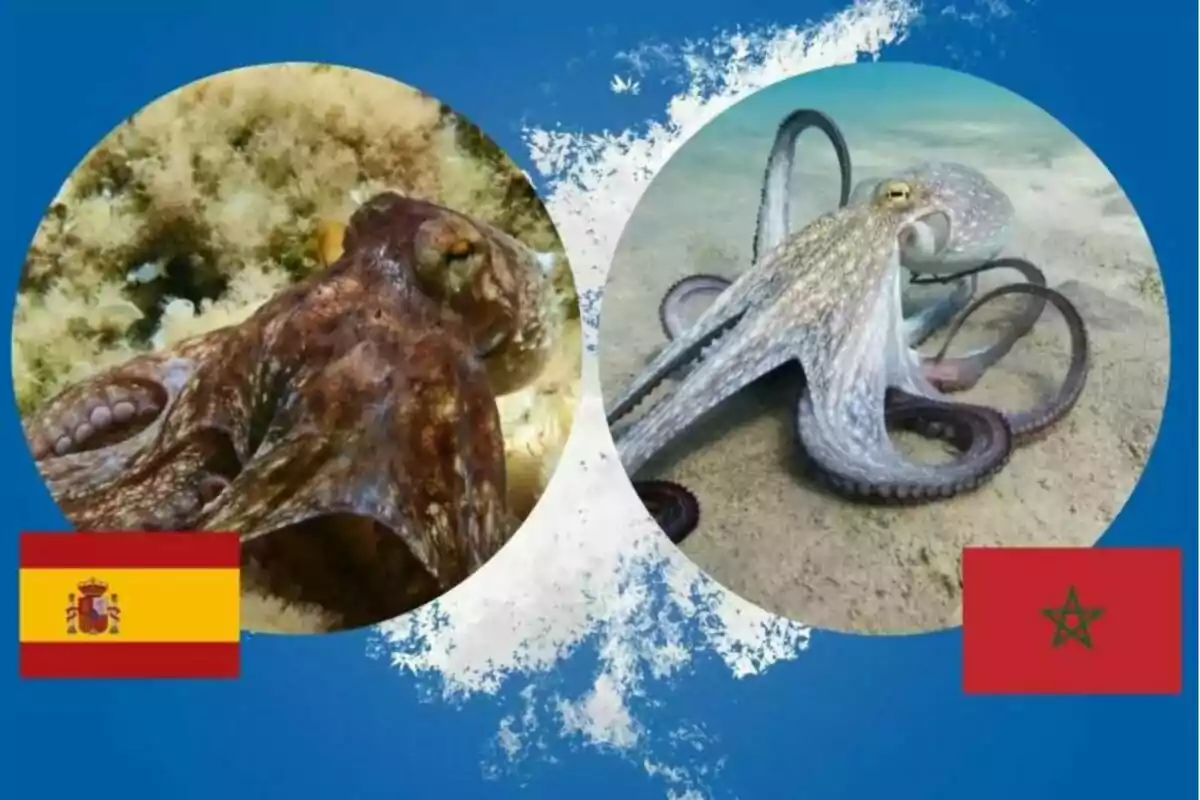 Dos imágenes de pulpos en círculos, uno con la bandera de España y otro con la bandera de Marruecos, sobre un fondo azul.