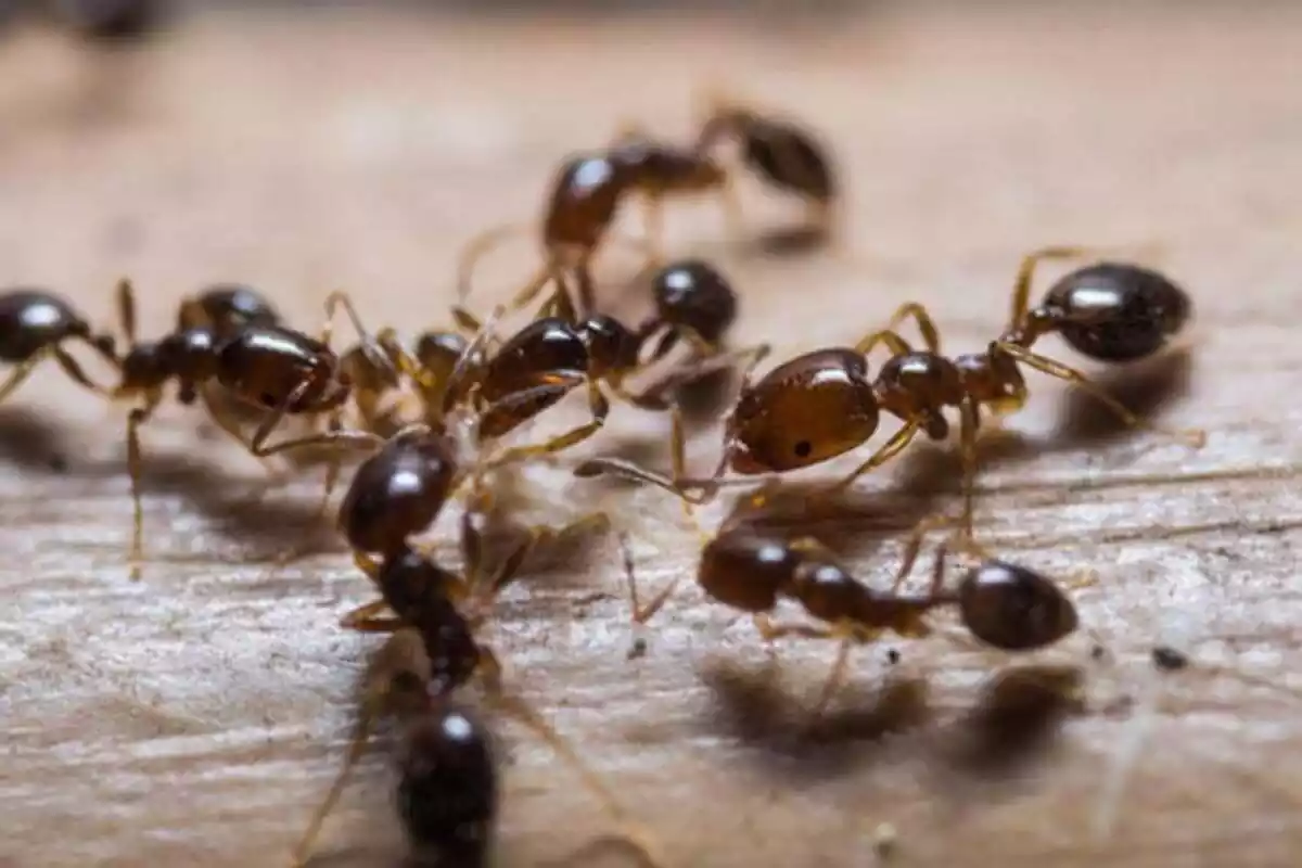 Remedios para acabar con las hormigas en casa