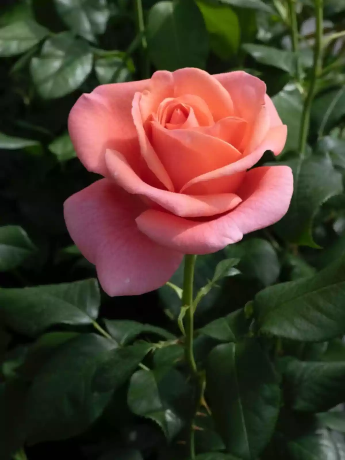 A salmon-colored rose in full bloom surrounded by green leaves. A salmon-colored rose in full bloom surrounded by green leaves.