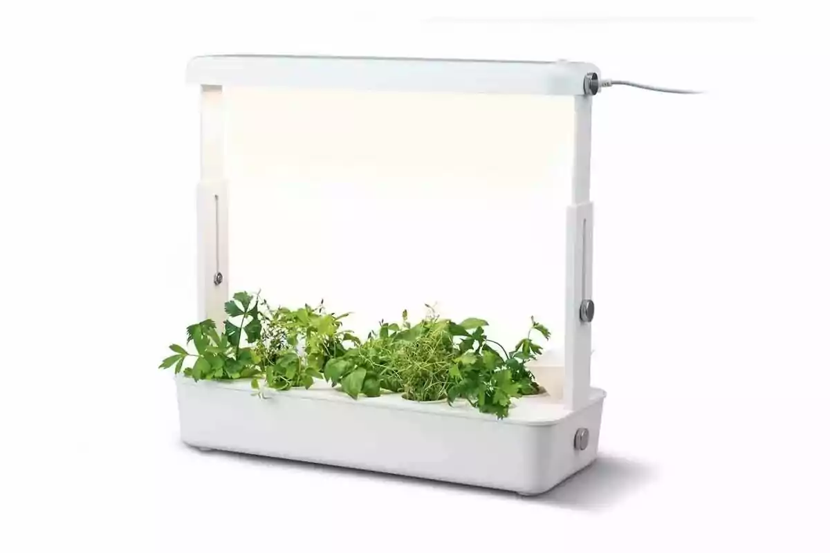 Un pequeño jardín de hierbas en un contenedor blanco con una luz de crecimiento LED ajustable. Un pequeño jardín de hierbas en un contenedor blanco con una luz de crecimiento LED ajustable.