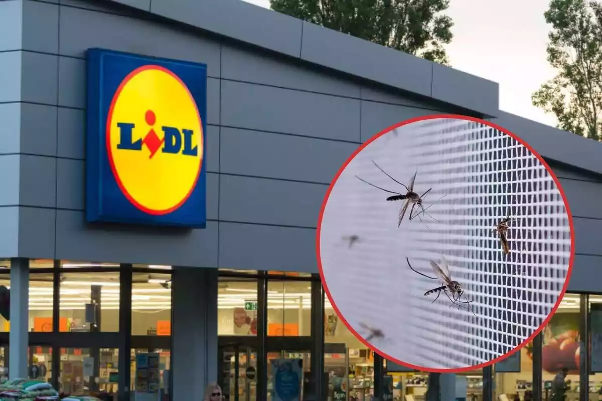 Mosquitos en una mosquitera y Lidl