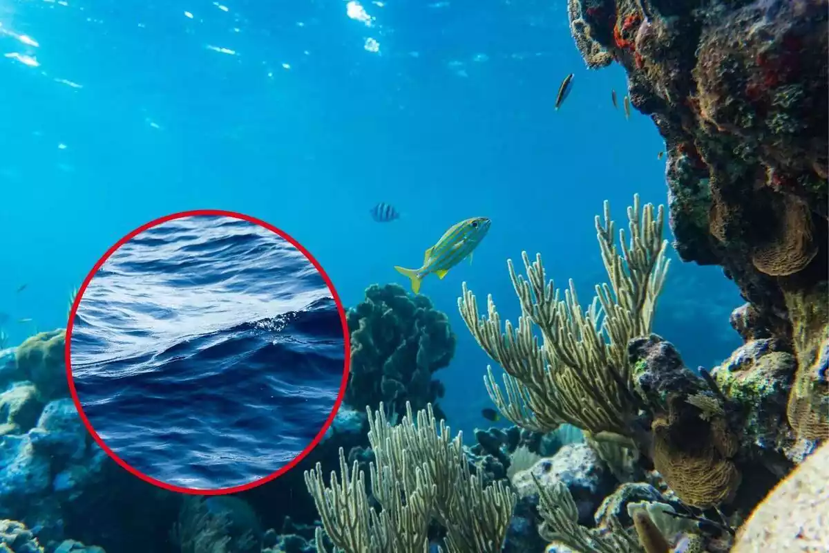 Montaje de un fondo marino y una imagen del mar