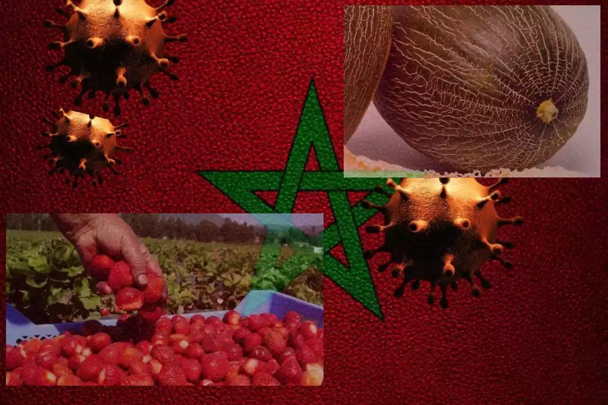 Virus en productos que llegan de Marruecos